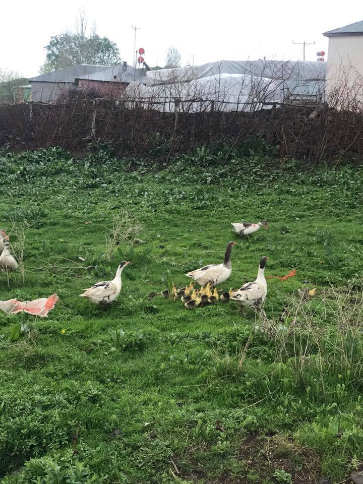 Muş Dumlusu Köyü Resimleri 4