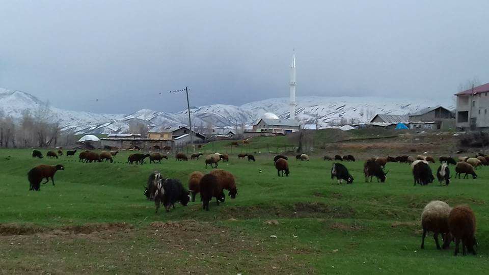 Muş Eralanı Köyü Resimleri 7