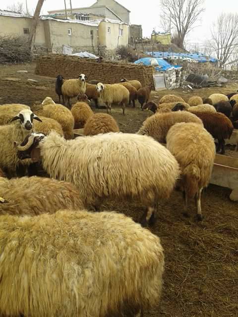 Muş Gümüşali Köyü Resimleri 13