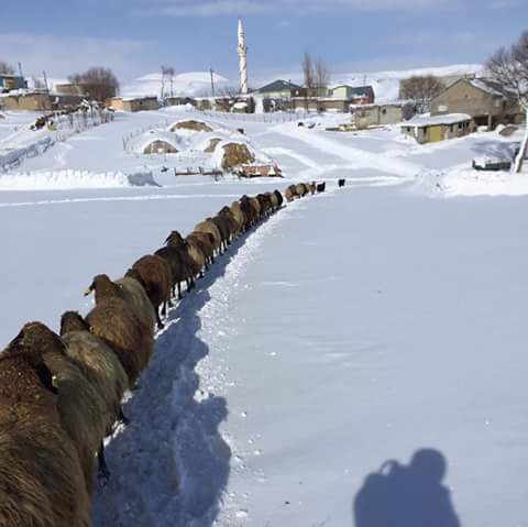 Muş Gümüşali Köyü Resimleri 5