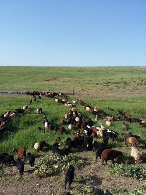Muş Gümüşali Köyü Resimleri 7
