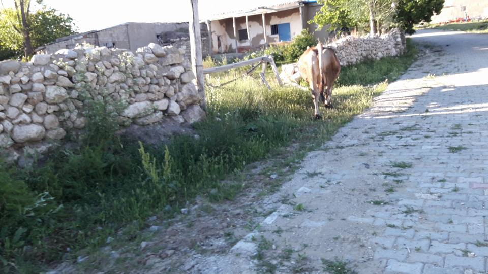 Altınyayla Paşaköy Resimleri 10