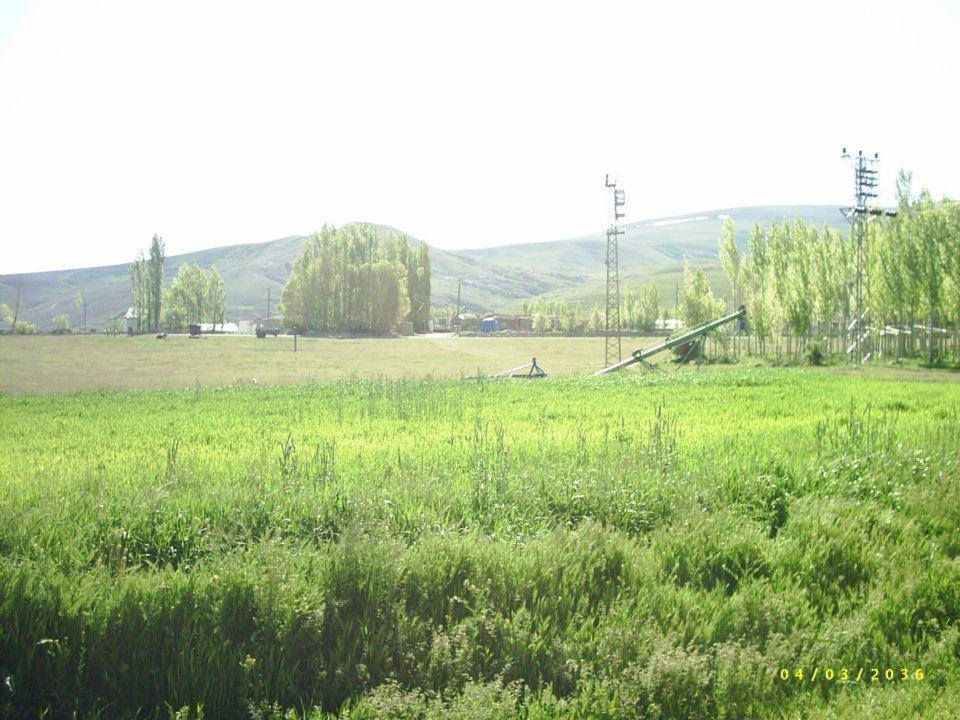 Altınyayla Paşaköy Resimleri 18