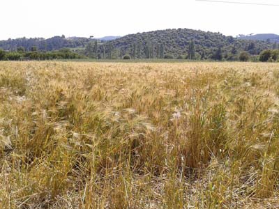 Adana Kozan Akçalıuşağı Köyü Resimleri 9