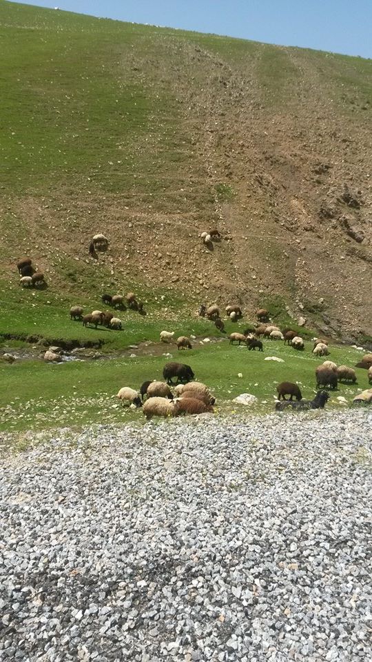 Muş Toprakkale Köyü Resimleri 1