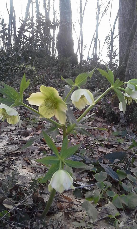 Gölcük Mesruriye Köyü Resimleri 2