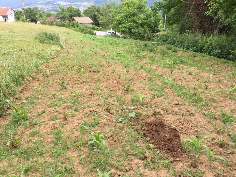 Gölcük Mesruriye Köyü Resimleri 4