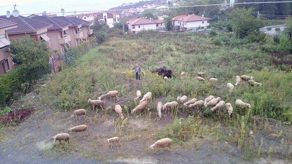 Gölcük Örcün Köyü Resimleri 3