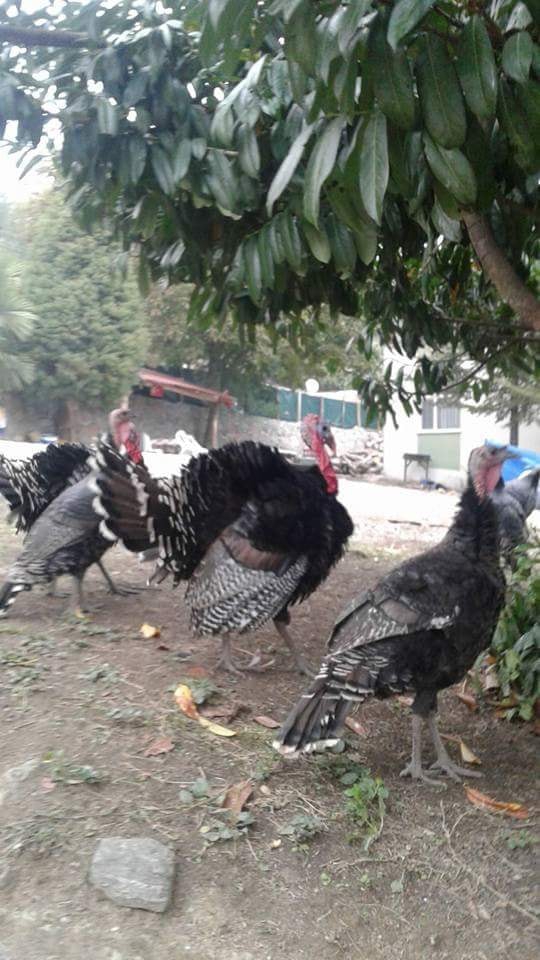 Gölcük Şevketiye Köyü Resimleri 5