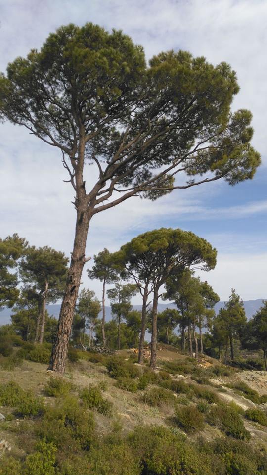 Bozdoğan Altıntaş Köyü Resimleri 9
