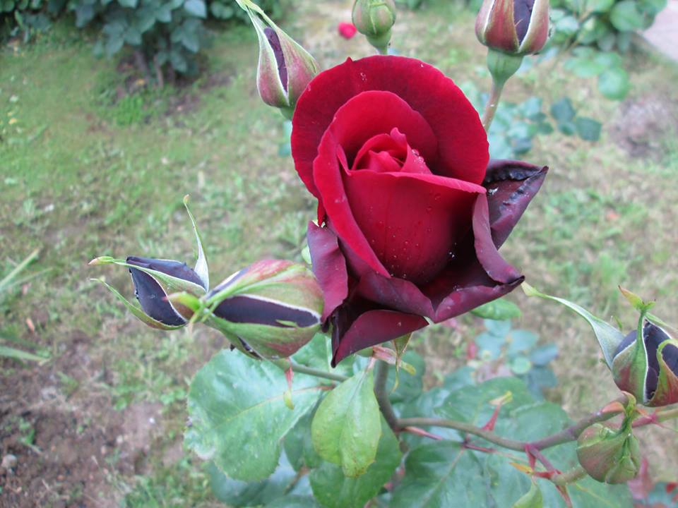 Gölcük Yüzbaşı Köyü Resimleri 1