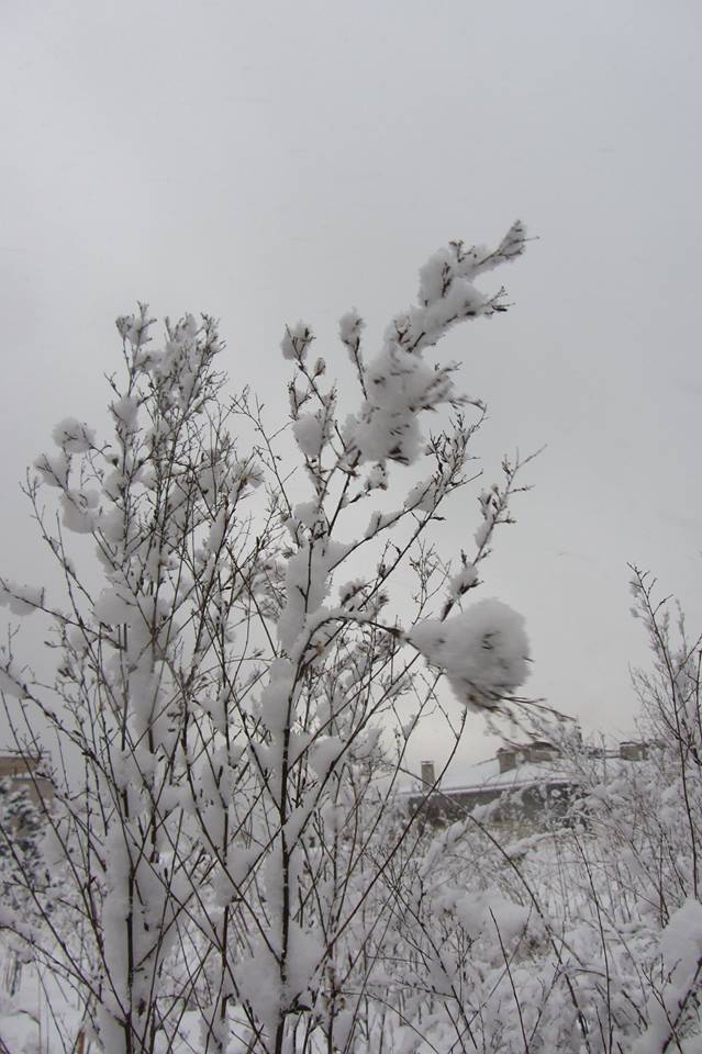 Gölcük Yüzbaşı Köyü Resimleri 4