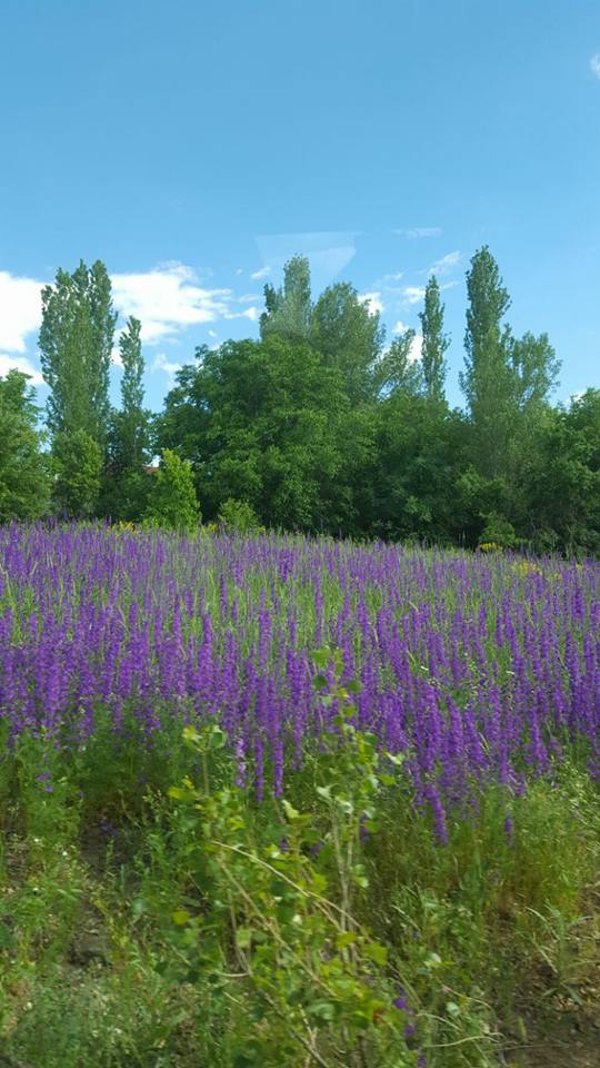 Divriği Çiğdemli Köyü Resimleri 13