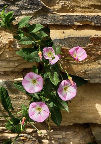 Divriği Çiğdemli Köyü Resimleri 3