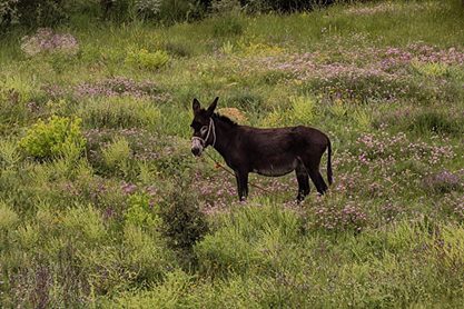 Divriği Çiğdemli Köyü Resimleri 4