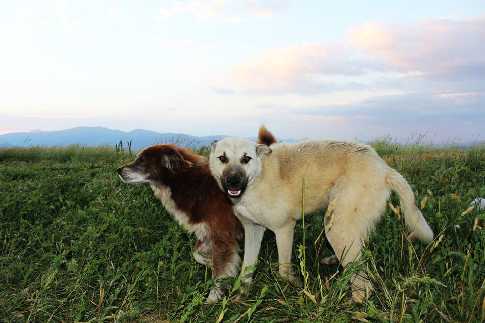 Divriği Çiğdemli Köyü Resimleri 8