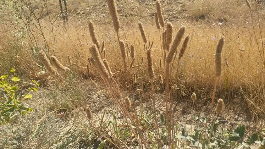 Divriği Çiğdemli Köyü Resimleri 9