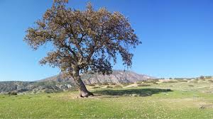 Buharkent Gündoğan Köyü Resimleri 4