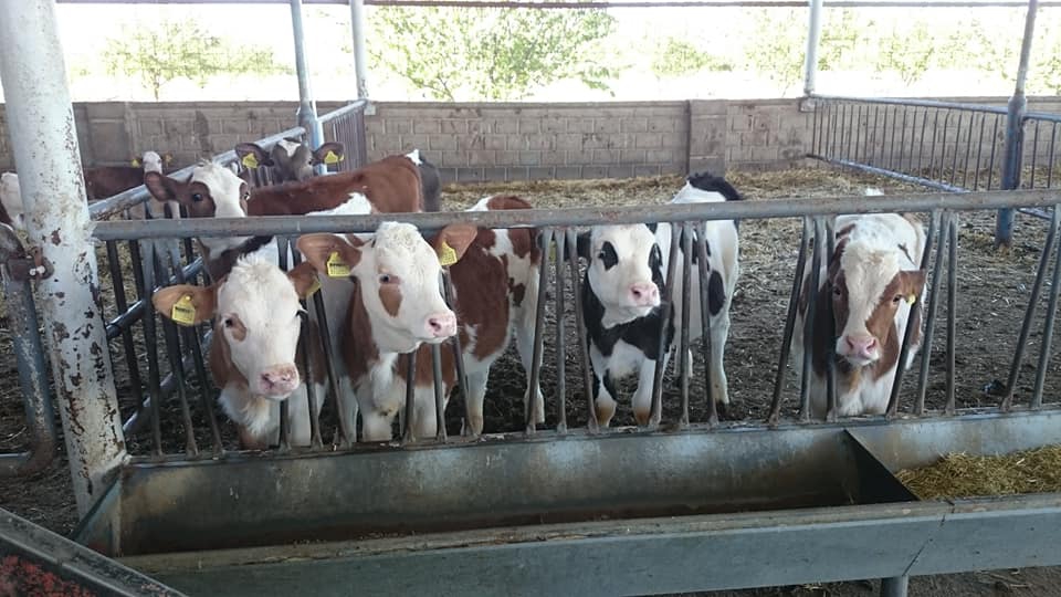 Kovancılar Çiftlik Köyü Resimleri 1