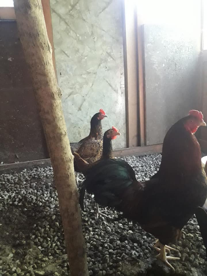 Kovancılar Çiftlik Köyü Resimleri 3