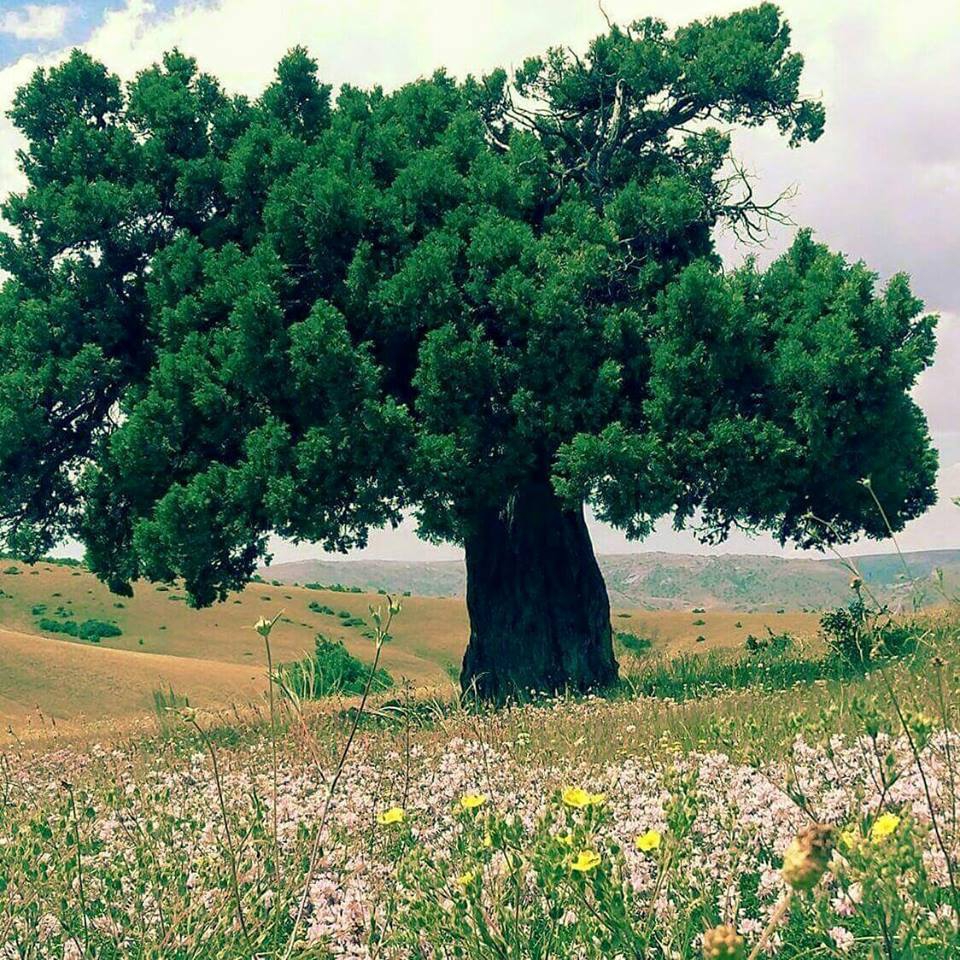 Divriği Dikmeçay Köyü Resimleri 18