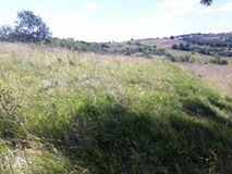 İzmit Kısalar Köyü Resimleri 5