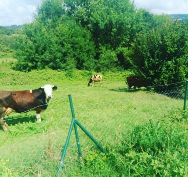 İzmit Kulmahmut Köyü Resimleri 7