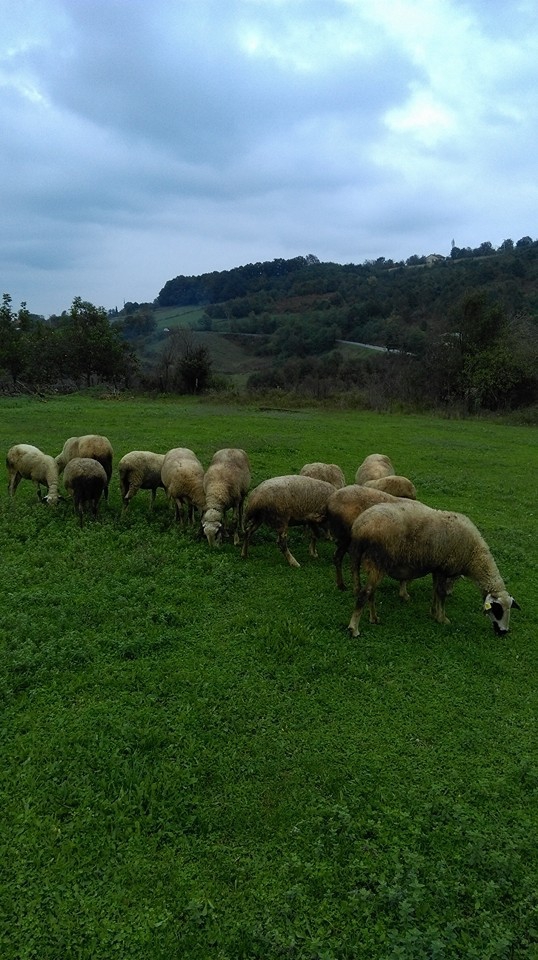 İzmit Kurtdere Köyü Resimleri 2
