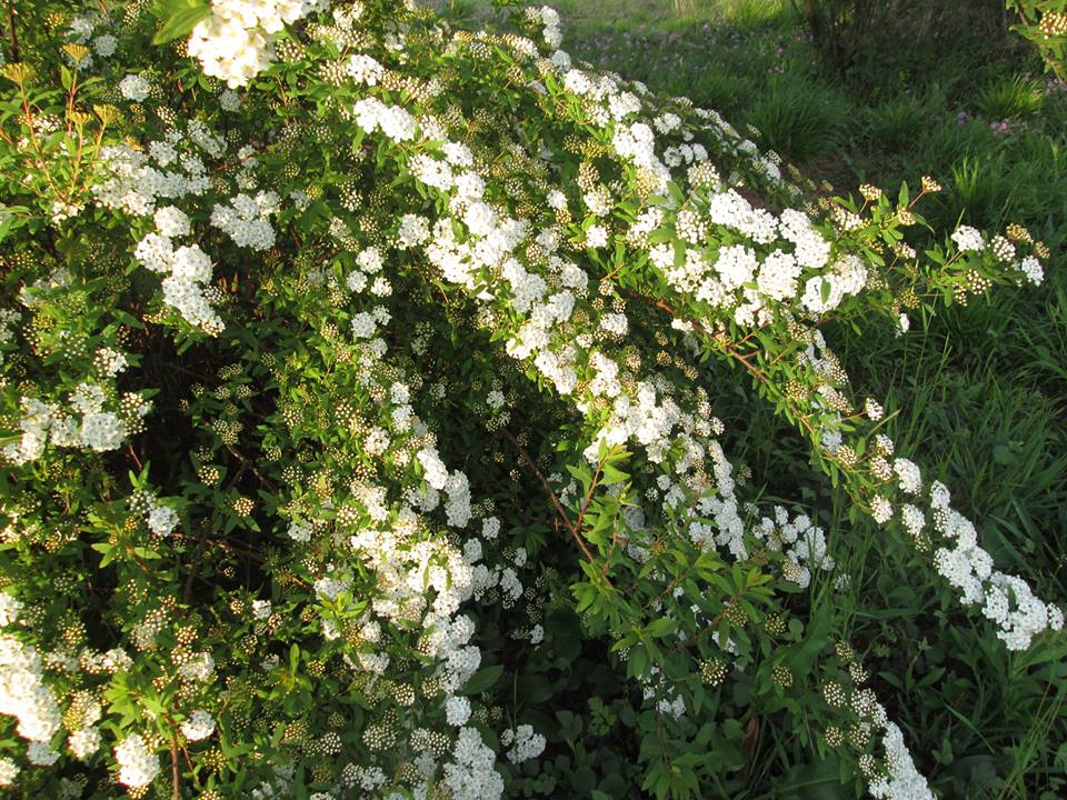 İzmit Sapakpınar Köyü Resimleri 3