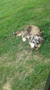 İzmit Süleymaniye Köyü Resimleri 2