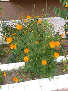 İzmit Yenimahalle Köyü Resimleri 5