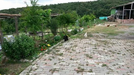 İzmit Zeytinburnu Köyü Resimleri 5