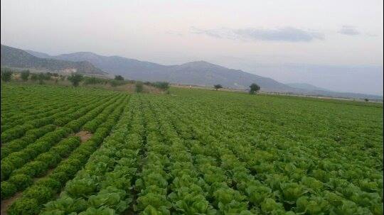 Çine Bereket Köyü Resimleri 2
