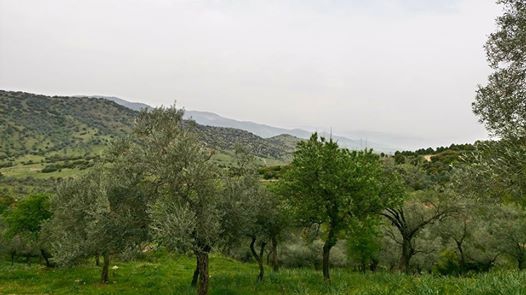 Çine Bölüntü Köyü Resimleri 5