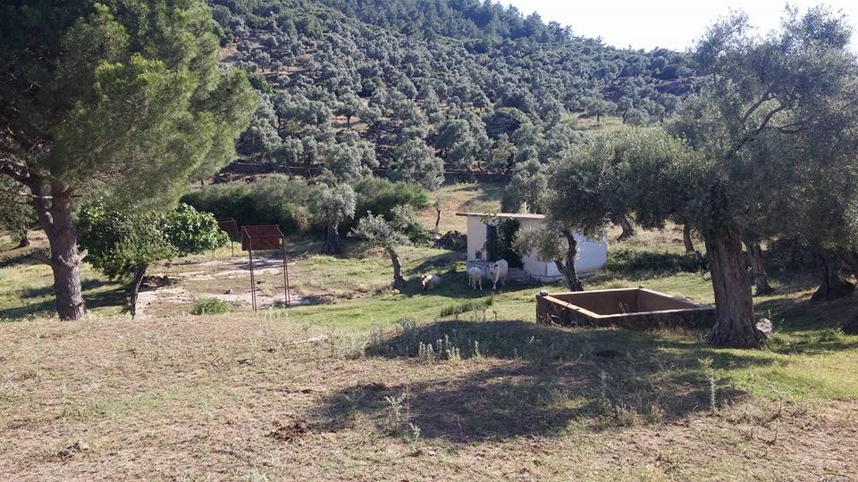 Çine Bölüntü Köyü Resimleri 8