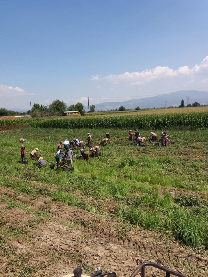 Çine Camızağılı Köyü Resimleri 7