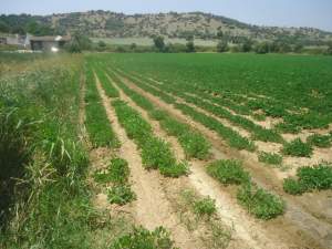 Çine Çöğürlük Köyü Resimleri 4