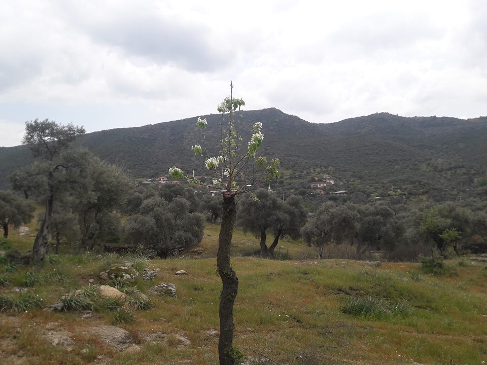 Çine Dereli Köyü Resimleri 6