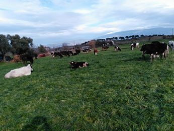 Çine Esentepe Köyü Resimleri 2