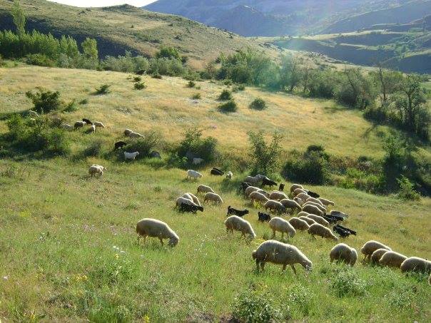 Divriği Gökçebel Köyü Resimleri 9