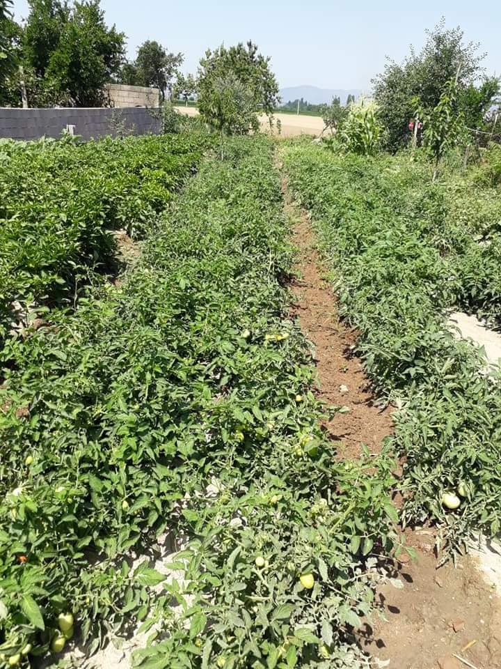 Çine Karakollar Köyü Resimleri 3