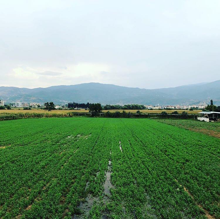 Çine Karakollar Köyü Resimleri 8