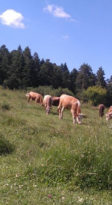 Kandıra Bolu Köyü Resimleri 2