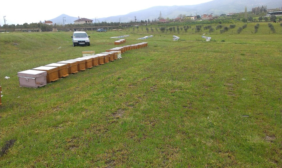 Çine Yolboyu Köyü Resimleri 2