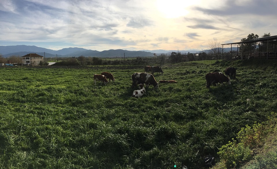 Çine Yolboyu Köyü Resimleri 4