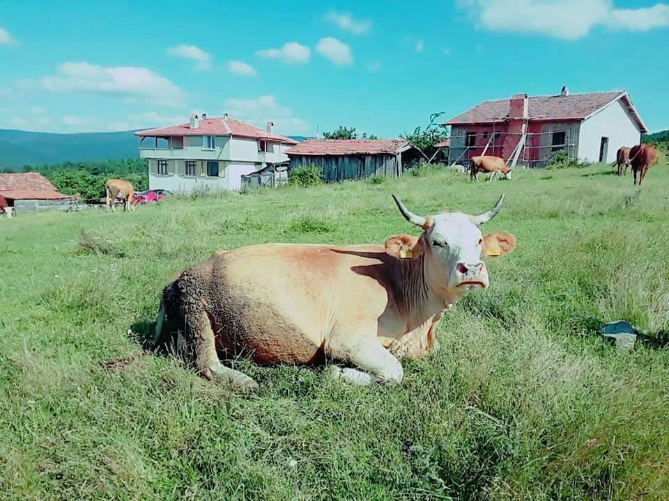 Efeler Armutlu Köyü Resimleri 1