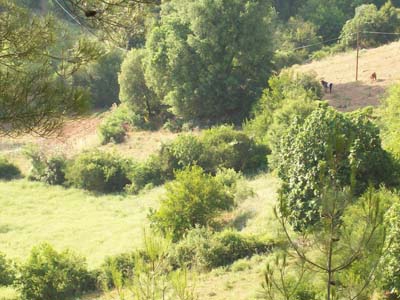 Adana Kozan Dağlıca Köyü Resimleri 7
