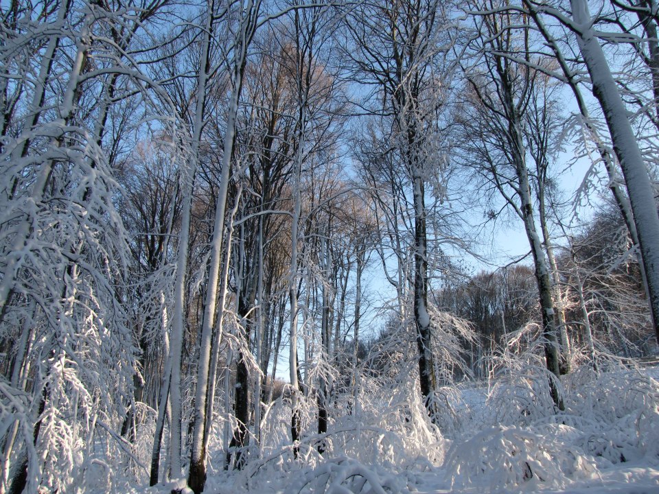 Efeler Dere Köyü Resimleri 6