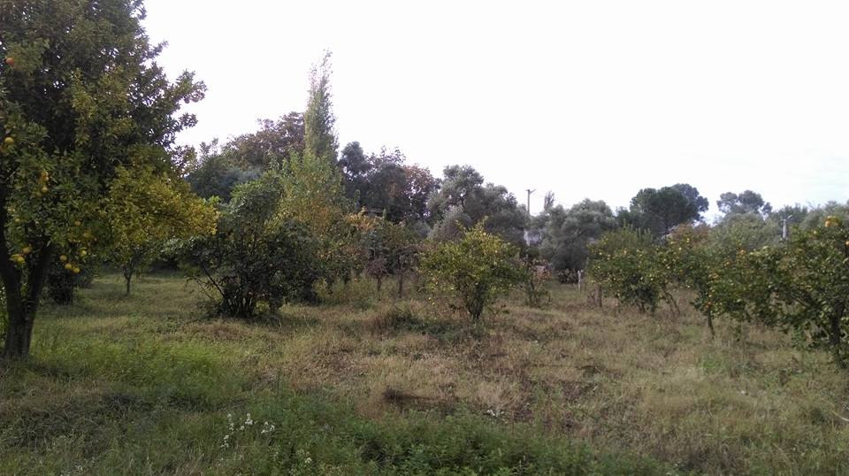 Efeler Emirdoğan Köyü Resimleri 4