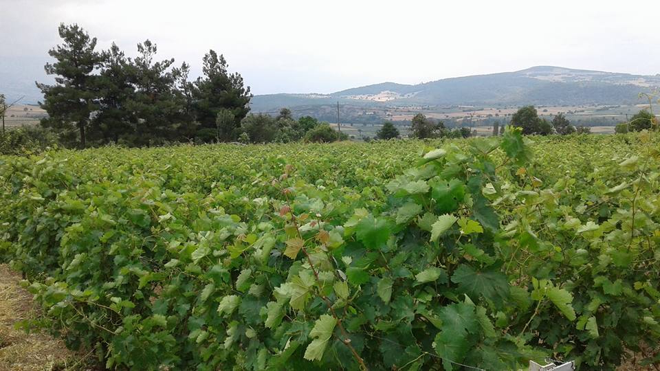 Efeler Gözpınar Köyü Resimleri 3